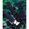 Budleja Dawida ' Black Knight'