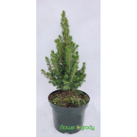 Świerk biały ' Daisy's White'