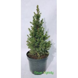 Świerk biały ' Rainbow's End'