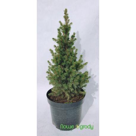 Świerk biały ' Rainbow's End'