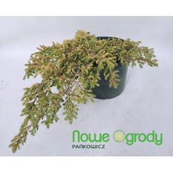 Jałowiec pospolity ' Goldschatz'