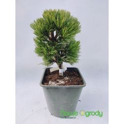 Sosna bośniacka ' Smidtii'