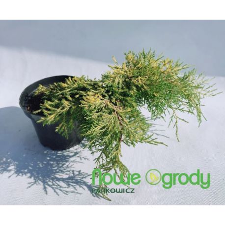 Jałowiec pośredni ' Gold Star'