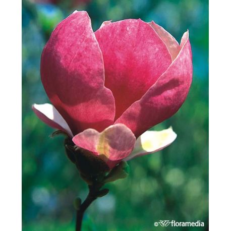 Magnolia pośrednia ' Lennei'
