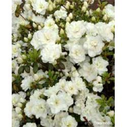 Azalia japońska ' Schneeperle'