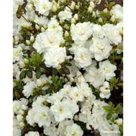 Azalia japońska ' Schneeperle'