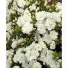 Azalia japońska ' Schneeperle'