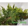 Jałowiec sabiński ' Tamariscifolia'