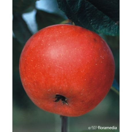 Jabłoń 'Rubinola'