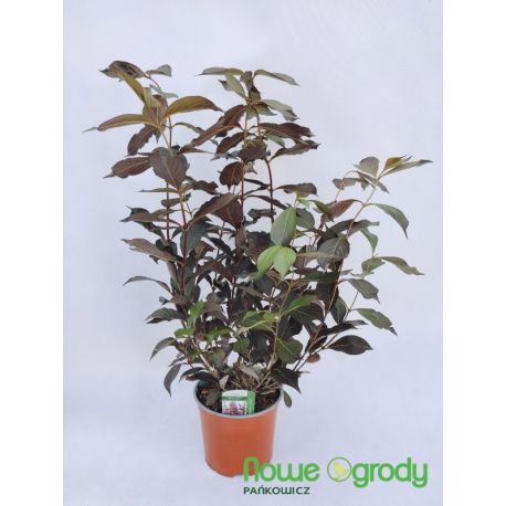 Krzewuszka cudowna ' Alexandra'