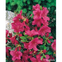 Azalia japońska ' Allotria'