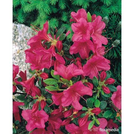 Azalia japońska ' Allotria'