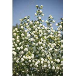 Kalina koralowa ' Roseum'