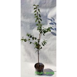 Śliwa 'Renkloda Ulena'