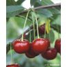Wiśnia 'Pandy'