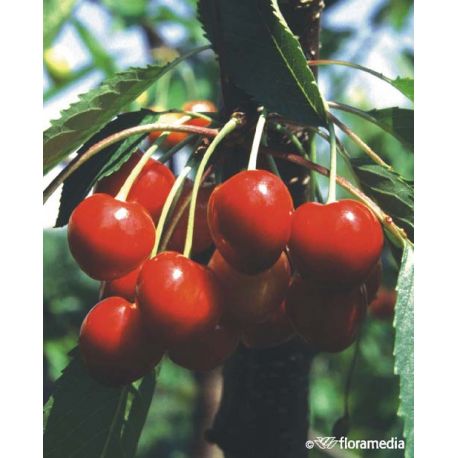 Czereśnia 'Regina'