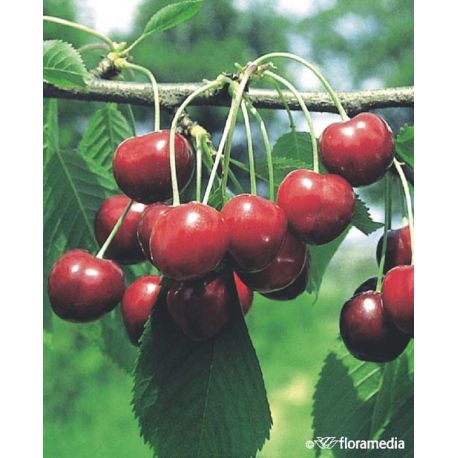 Czereśnia 'Schneidera Późna'