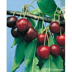 Czereśnia 'Sunburst'