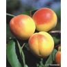 Morela 'Early Orange'