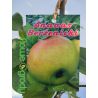 Jabłoń 'Ananas Berżenicki'