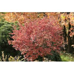 Lilak Meyera ' Palibin' Pa