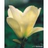 Magnolia ' Elizabeth'
