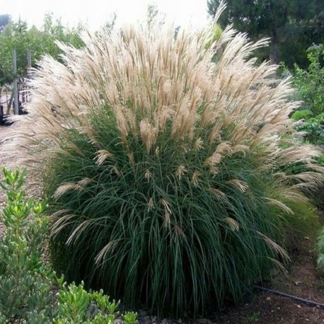 Miskant chiński ' Silberfeder'