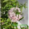 Barbula klandońska ' Camara Pink'