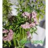 Barbula klandońska ' Camara Pink'