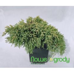 Jałowiec pośredni ' Gold Star'