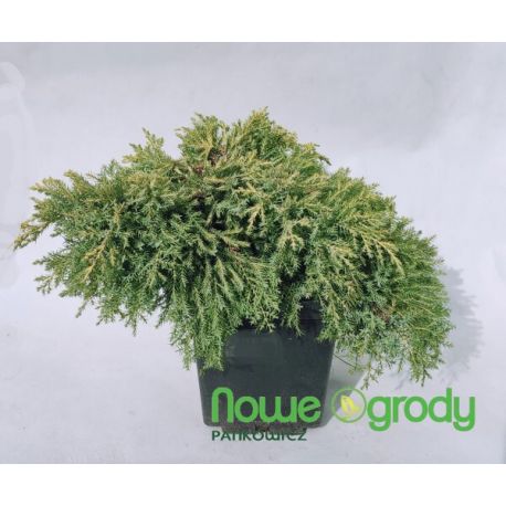 Jałowiec pośredni ' Gold Star'