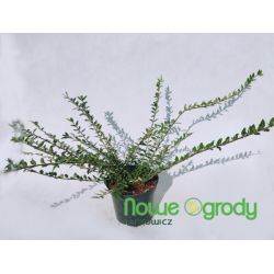Suchodrzew chiński ' Moss Green'
