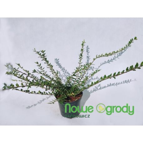 Suchodrzew chiński ' Moss Green'