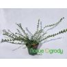 Suchodrzew chiński ' Moss Green'
