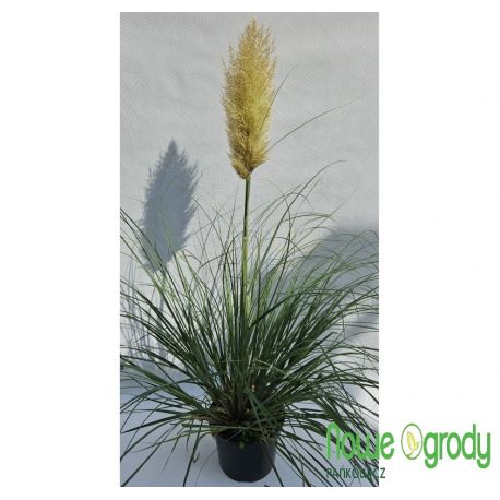 Trawa pampasowa ' Pumila'