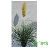 Trawa pampasowa ' Pumila'