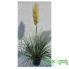 Trawa pampasowa ' Pumila'