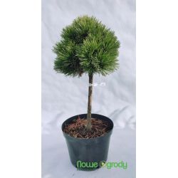 Sosna bośniacka ' Smidtii' Pa 40-80