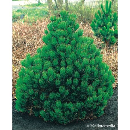 Sosna bośniacka ' Compact Gem'