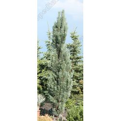 Sosna pospolita ' Aurea' 80-100 cm