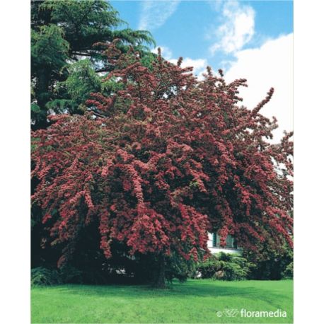 Głóg dwuszyjkowy ' Paul's Scarlet'