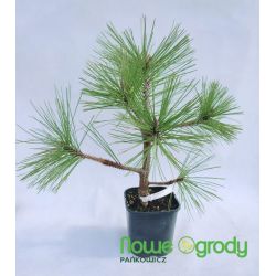 Sosna Jeffreya ' Joppi'