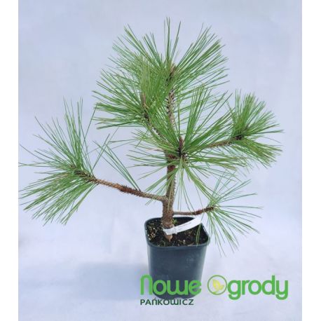 Sosna Jeffreya ' Joppi'