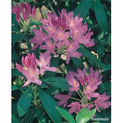 Azalia wielkokwiatowa mix