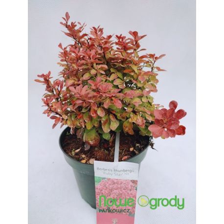 Berberys Thunberga ' Ruby Star'