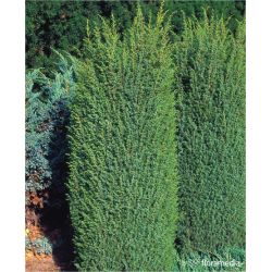 Jałowiec pospolity ' Suecica'