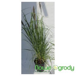 Rozplenica japońska ' Black Beauty'