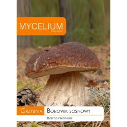 Grzybnia Borowik sosnowy 10g