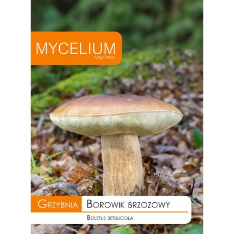 Grzybnia Borowik brzozowy 10g
