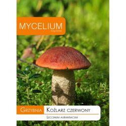 Grzybnia Koźlarz czerwony 10g